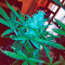 Northern Light X Big Bud (World of Seeds) Cannabis-Samen