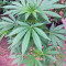 Graines de cannabis Spoetnik #1 (Paradise Seeds)