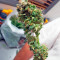 White Widow Automatic feminized seeds
