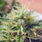 Green Poison Seeds