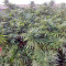 Semi femminizzati Moby Dick (Green House Seeds)