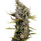 Graines de cannabis Cheese (Dinafem Seeds)