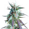 Kilimanjaro Seeds