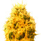 Semi femminizzati Mango Mist Shake