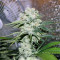 Sementes Feminizadas Critical Kush (Barney's Farm)