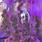 Graines féminisées de GG#4 Original Glue Auto (Fast Buds)