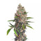OG Kush (Dinafem Seeds)