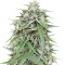 Graines de cannabis Auto NL (Female Seeds)