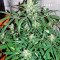 Auto Wembley feminized seeds