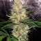 Semillas feminizadas Critical Sensi Star (Delicious Seeds)