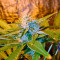 Chronic Haze Seeds