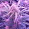 Spinning Buzz Kick Auto (Dr. Krippling Seeds)