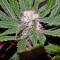SAD Sweet Afgani Delicious S1 fem (Sweet Seeds)