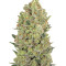Graines de cannabis 00 Hashchis (00 Cheese)