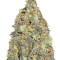 Critical Chronic Seeds`