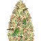 Delhi Cheese Seeds