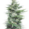 Graines de cannabis Sour Diesel #2 (Humboldt Seeds Organization)