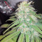 Semillas feminizadas de Bubba Kush (GHS)