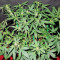 GG#4 Original Glue Auto Seeds