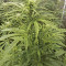 Girl Scout Cookies Auto (Cookies Auto) (Fast Buds)