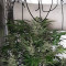 Amnesia Haze Auto feminized seeds (Vision Seeds)