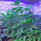 Amnesia Kush Seeds