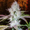 Auto AK Seeds (Female Seeds)