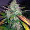 Auto Frisian Dew feminized seeds