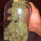 Kickass Auto feminized seeds