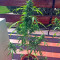 Critical + Autoflowering feminized seeds by
