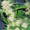 Dinachem feminized seeds