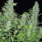 Double Dutch feminized seeds