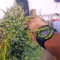 Mikromachine Auto (Kannabia Seeds)