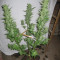 Sweet Mango Auto (GHS)