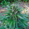 Cream Mandarine Auto Seeds