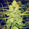 Royal Gorilla Seeds