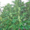 BCN Diesel Max Auto (Kannabia Seeds)