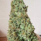 Amnesia Haze Auto feminized seeds (Vision Seeds)