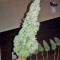 Blue Mammoth strain
