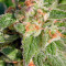 CBD-enriched Warlock feminized seeds