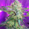 Fresh Candy (Pyramid Seeds)