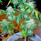 Ganesh regular (Mandala Seeds)