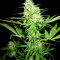Honey Rock Seeds