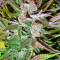 Ice (Nirvana Seeds)