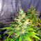 Graines de cannabis Kaboom (Kannabia Seeds)