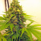 Graines de cannabis Point of No Return regular (Mandala Seeds)