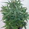Roadrunner Autoflowering Seeds