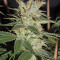 Smile Max Auto (Kannabia Seeds)