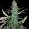 Semi femminizzati Maxi Haze Auto