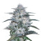 Currant Kush (VIP seeds)